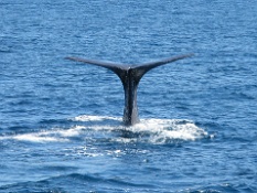 Whale Tail 3  Whale Tail 3